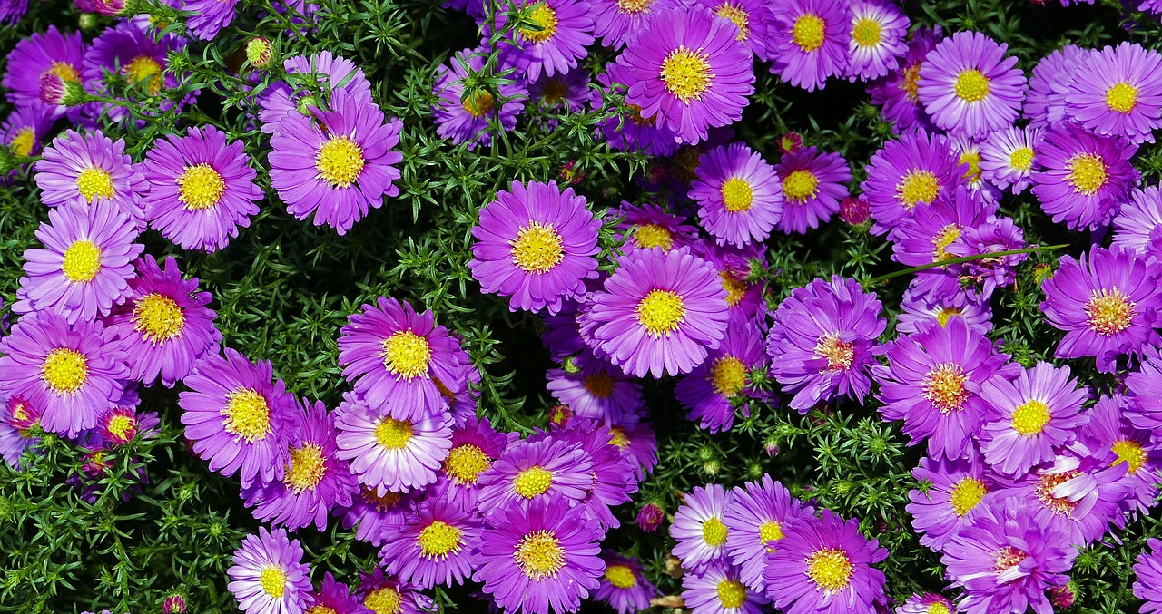 purple autumn flowers